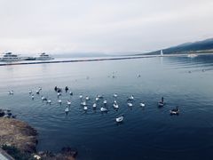 -青海湖国家重点风景名胜区