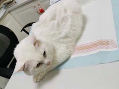 -可蒙动物医院·猫科·骨科中心(首义路店)