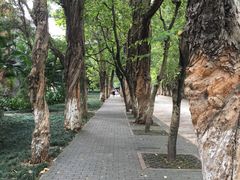 校园-中山大学学者灵芝(园南路店)