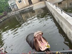 -合肥野生动物园