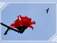 -长洲岛