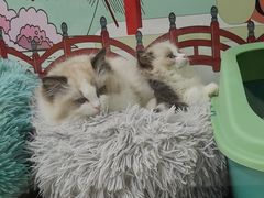 -糯米喵星人总部直营旗舰店·猫舍·幼猫出售