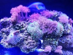 -暹罗海洋世界