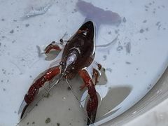 -同銮特种养殖场·龙虾垂钓