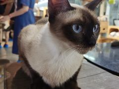 -more than meow吴止猫主题餐厅(承德 中船汇店)