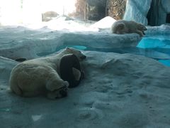 -珠海横琴长隆《卡卡虎奇遇记》