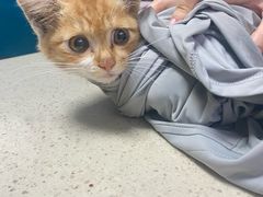 -瑞派福兴宠物医院犬猫全科·骨科·中西医结合(河东店)