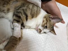 -乐派堂宠物医院·猫友好· 心脏科(东街店)