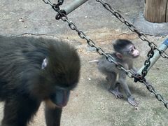 -鄂尔多斯野生动物园