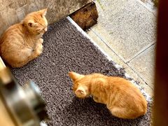 景观位-知亘茶食