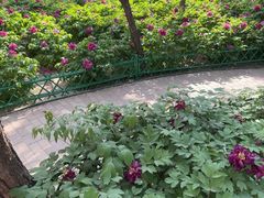 -太阳宫公园