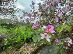 -风云岭森林公园