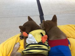-逗柴咖啡屋·狗咖猫咖宠物桌游