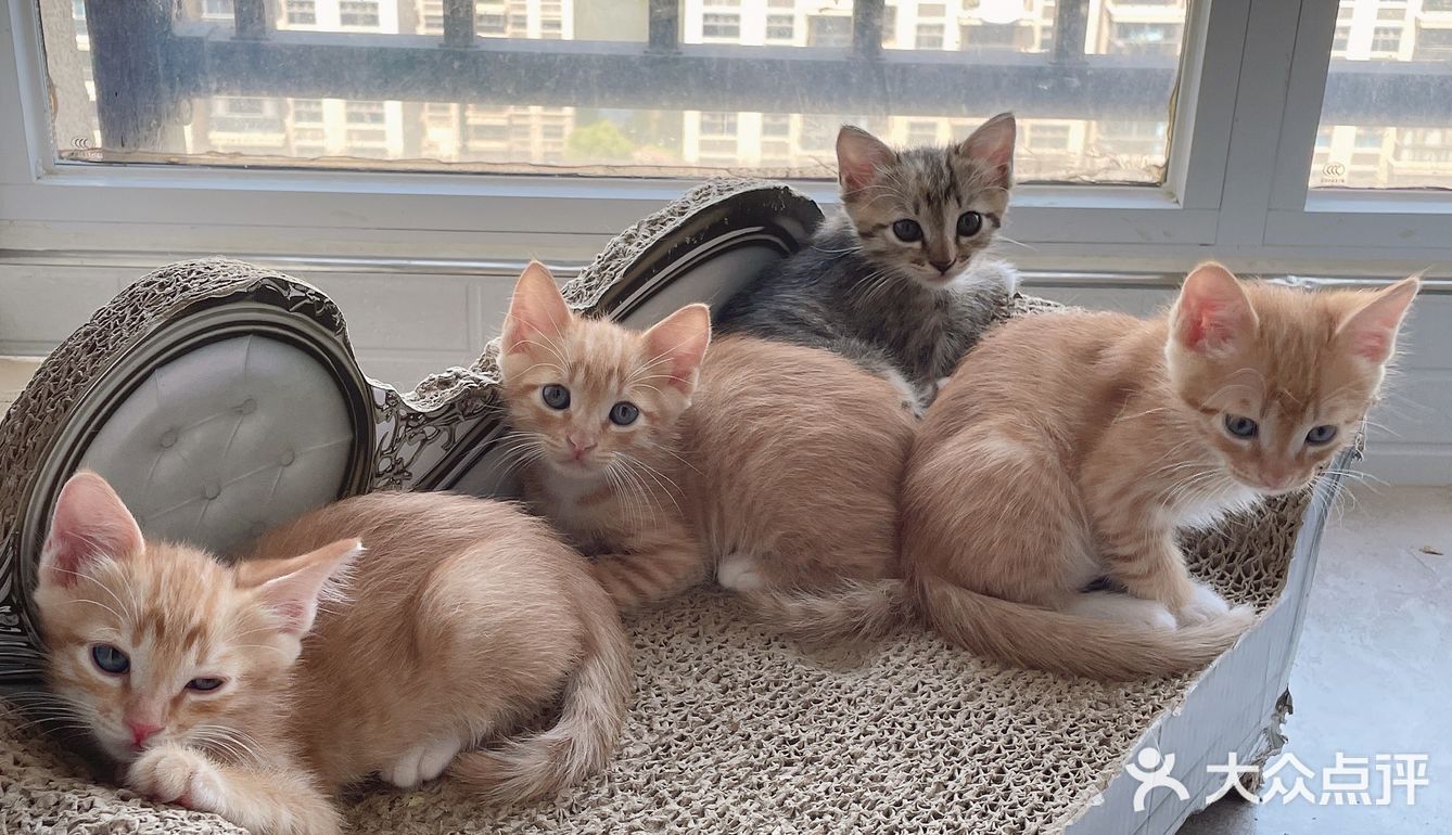 免费领养暹罗猫和橘猫串串小奶猫