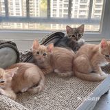 免费领养暹罗猫和橘猫串串小奶猫