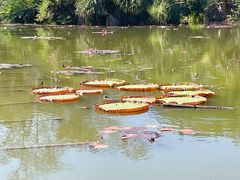 -中国科学院西双版纳热带植物园