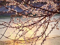 -桃花堤公园