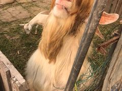 -小鱼草莓采摘园农家乐·小鱼餐厅