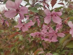 -北京麋鹿生态实验中心