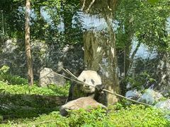-都江堰中华大熊猫苑