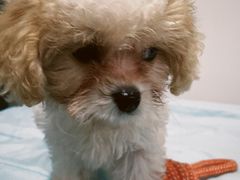 -翊宠yipet猫狗购宠庄园犬舍•猫舍