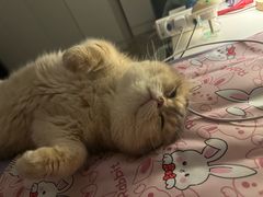 -谐和贝康宠物医院24小时·宠保定点(急重症转诊中心)