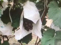 -马陆小张葡萄园农家乐