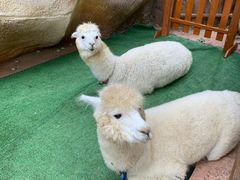 -杭州开元森泊度假乐园