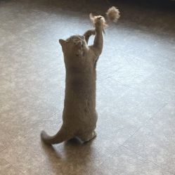 -飛凡TATTOO纹身•原创