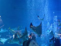 -烟台海昌鲸鲨海洋公园