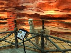 -酷嗒动物文化乐园(cutezoo西溪乐天城店)