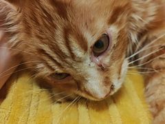 -伟伟宠物医院·瑞派猫友好医院·猫科(光谷店)