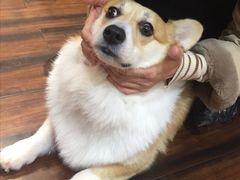 -豆柴町-柴犬主题狗咖(红鼎国际C座店)