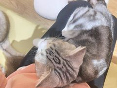 -1013 PET SHOP精品宠物商店(丁香店)