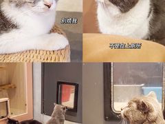 -猫儿山۰猫主题餐厅