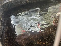 -观澜山水田园