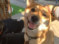 -柴犬高等学院·狗咖·柴犬售卖·宠物训练