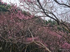 -重庆彩云湖湿地公园