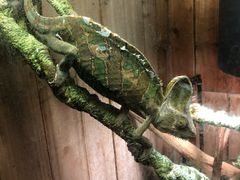 -上海大自然野生昆虫馆(东方明珠·爬宠昆虫探索中心)