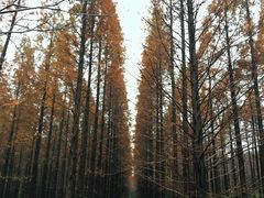 -黄海国家森林公园