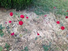 -济南国际园博园