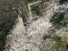 -武汉大学-樱园