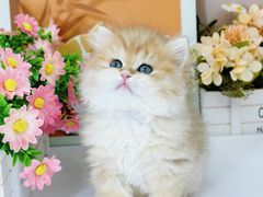 -小猫来了·猫舍(红山六九七九店)