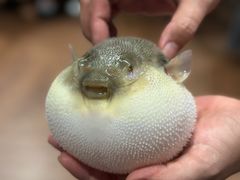 -肆月河豚·新淮扬(金融街店)