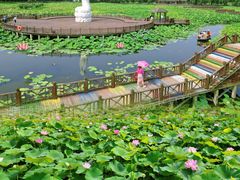 -荷塘月色湿地公园·向阳花洲