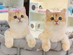 -lincat·猫舍(广州店)