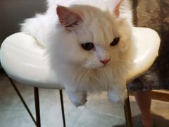 -飞行喵MR PILOT|猫舍·猫咖(静安大融城店)