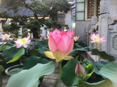 -广州莲花山旅游区
