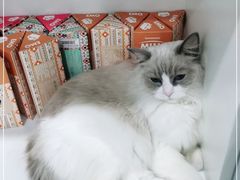 -极木²邸 人与宠物·互动社区