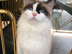-喵喵咪呀布偶猫咖(春熙路店)
